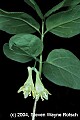 flowers010 fly honeysuckle.jpg