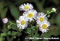 flowers011 daisy fleabane.jpg