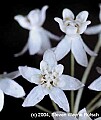 flowers012 white milkweed vertical.jpg