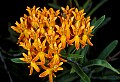 flowers013 butterfly weed.jpg