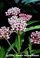 flowers016 milkweed.jpg