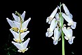 flowers018 dutchman's breeches (left) and squirrel corn.jpg