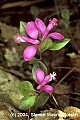 flowers835 fringed polygala.jpg