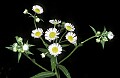 various0011 daisy fleabane.jpg