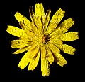 WT454--goat's beard.jpg