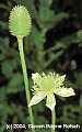 WVMAG0133 thimbleweed.jpg