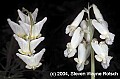 WVMAG0134 dutchman's breeches (left) and squirrel corn.jpg