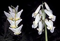 WVMAG0134 Dutchman's Breeches and Squirrel Corn.jpg