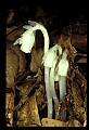 WVMAG0152 indian pipe.jpg