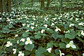 WVMAG0196 trillium.jpg