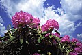 WVMAG0206 Catawba Rhododendron.jpg