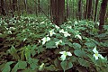 WVMAG0214 trillium.jpg