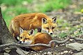 WMAG383 Red Fox Kits.jpg