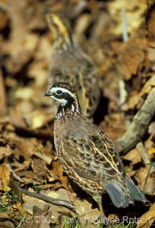 WVMAG173 Bobwhite Quail male