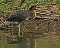 _MG_3261 green heron.jpg