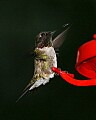 _MG_5624 young hummingbird.jpg