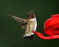 _MG_5643 male hummingbird.jpg