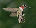 _MG_8218 male hummingbird.jpg