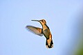 _MG_8506 hummingbird flying.jpg