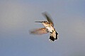 _MG_8514 hummingbird flying.jpg