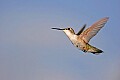 _MG_8516 hummingbird flying.jpg