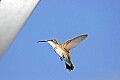 _MG_8520 hummingbird flying.jpg