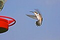 _MG_8522 hummingbird flying.jpg