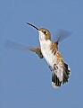 _MG_8590 female ruby-throated hummingbird.jpg