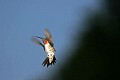 _MG_8613 male ruby-throated hummingbird.jpg