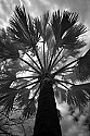 892_9221 silver palm tree.jpg