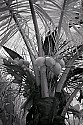 892_9239 coconut palm.jpg