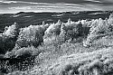 _MG_3760 spruce knob infrared.jpg