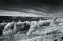 _MG_3767 spruce knob infrared.jpg