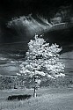 _MG_3869 canaan valley state park-infrared.jpg