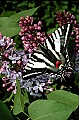 10250-00320 Zebra Swallowtail.jpg