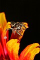 _MG_1961 metaphid jumping spider.jpg