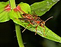 _MG_1980 wasp.jpg