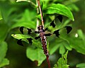 _MG_5688 dragonfly.jpg