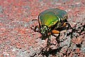 _MG_7702 green june bug.jpg