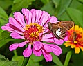 _MG_8020 moth on zinnia.jpg