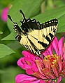 _MG_8174 swallowtail.jpg