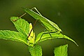 _MG_8653 katydid.jpg