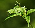 _MG_8663 katydid.jpg