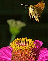 _MG_8674 skipper flying and zinnia.jpg