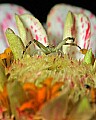 _MG_8770 crabspider.jpg