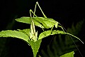 _MG_9007 katydid.jpg