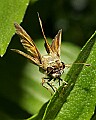 _MG_9468 moth.jpg