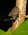 _MG_9539 stinkbug.jpg