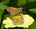 _MG_9552 skipper on zinnia.jpg