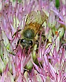 _MG_9585 honey bee on sedum.jpg